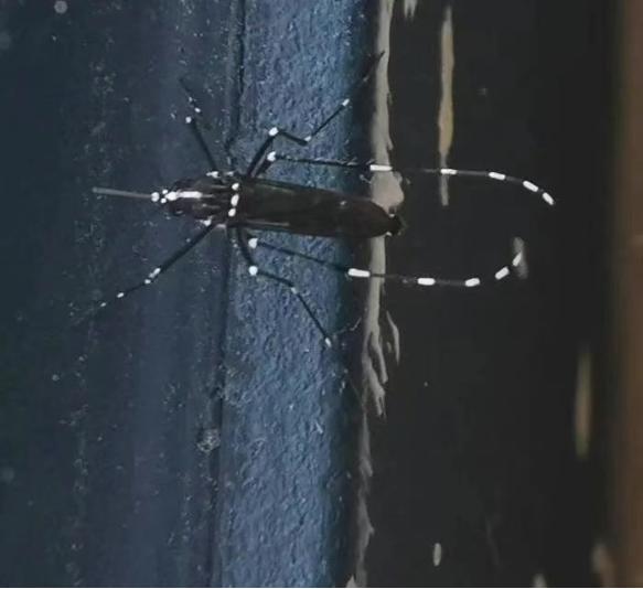 廣東蚊子會飛河南嗎