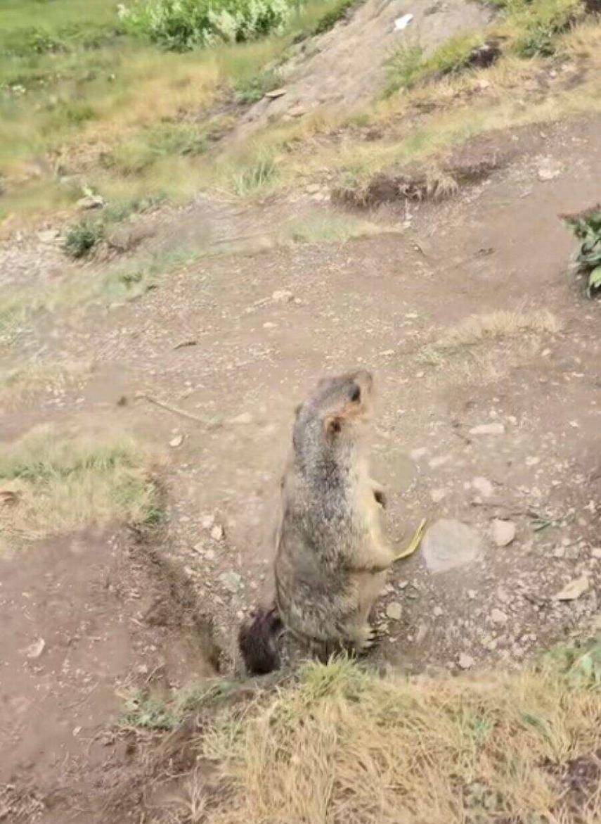 土撥鼠把加菲貓“拐”進洞?當地回應查看更多>