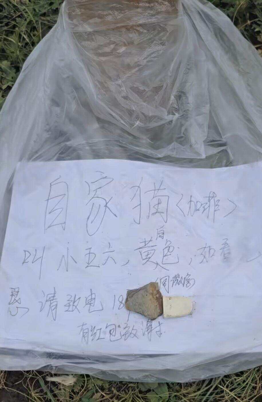 土撥鼠把加菲貓“拐”進洞?當地回應查看更多>